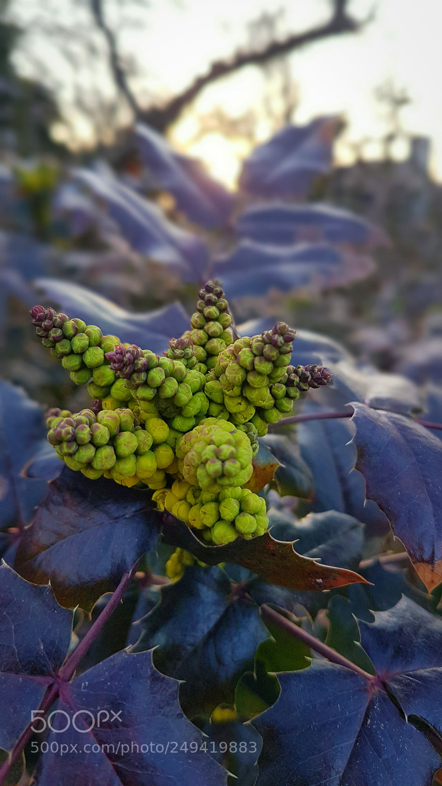 Samsung Galaxy S7 Edge sample photo. Greens at sunset photography