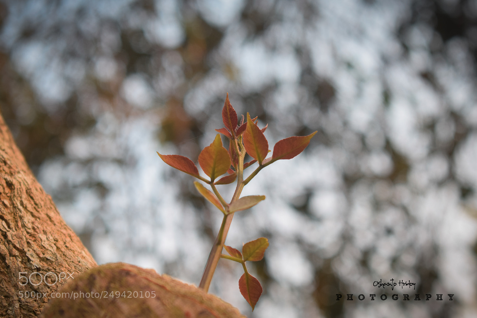 Nikon D5300 sample photo. তবে নতুন ভাবেই শুরু হোক সব কিছু !!! photography