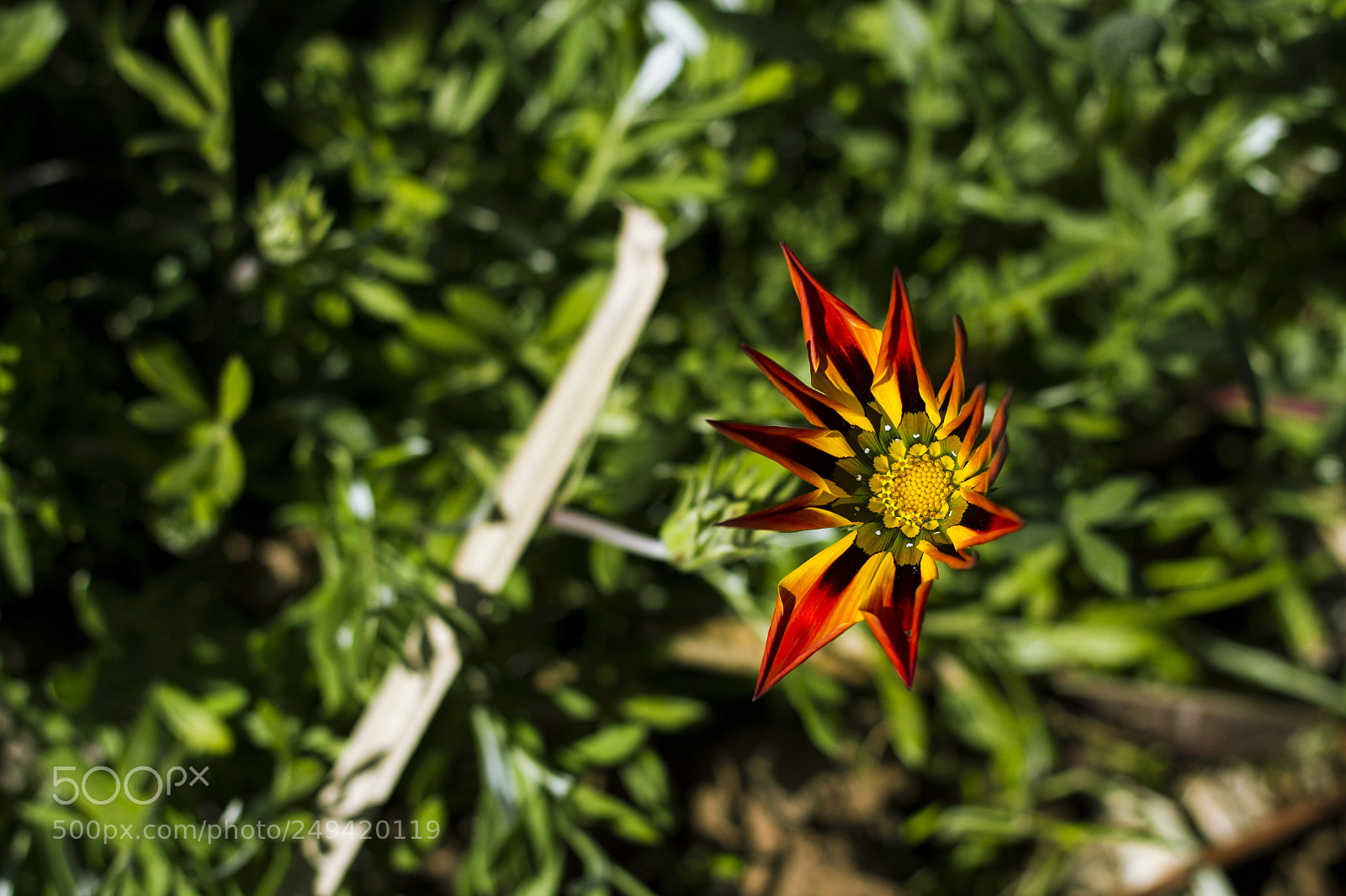Canon EOS 60D sample photo. Rose photography
