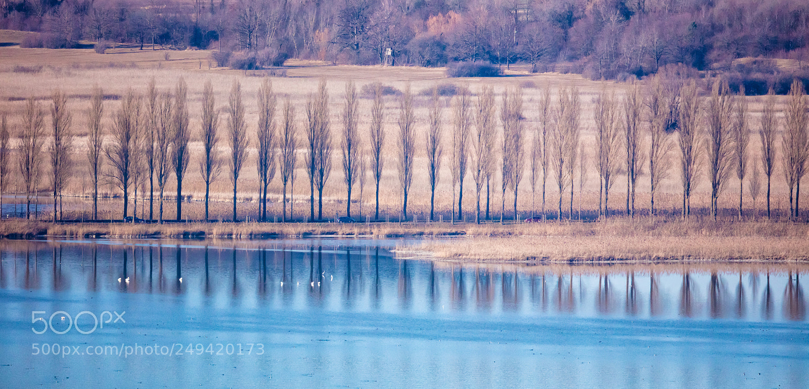 Canon EOS 5DS R sample photo. Poplars show photography