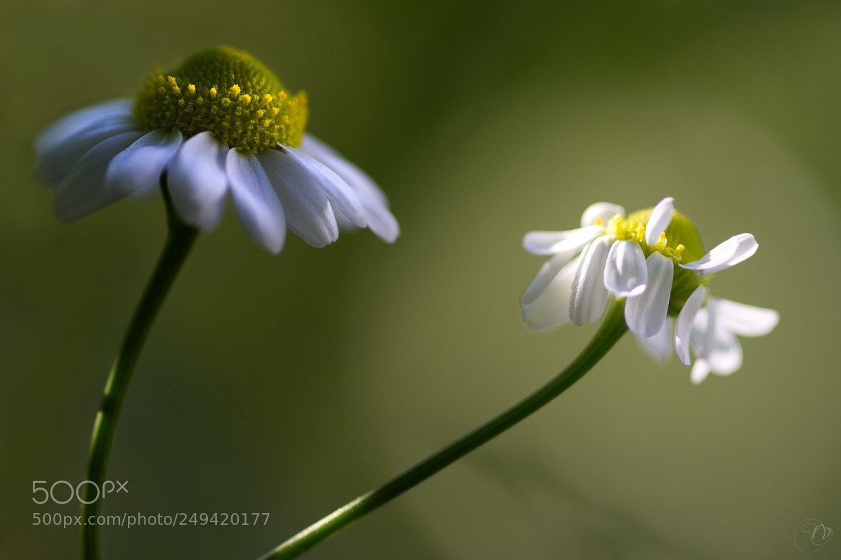 Canon EOS 7D sample photo. Daisy in the limelight photography
