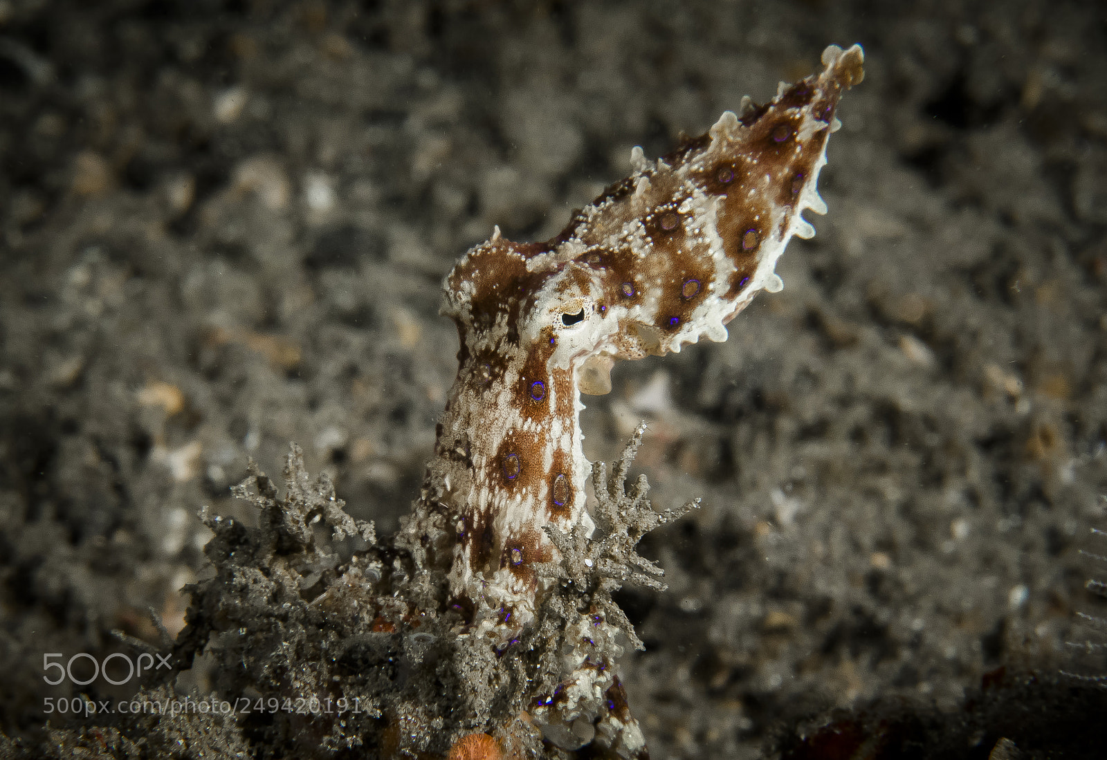 Canon EOS 5D Mark IV sample photo. Blue ringed octopus photography