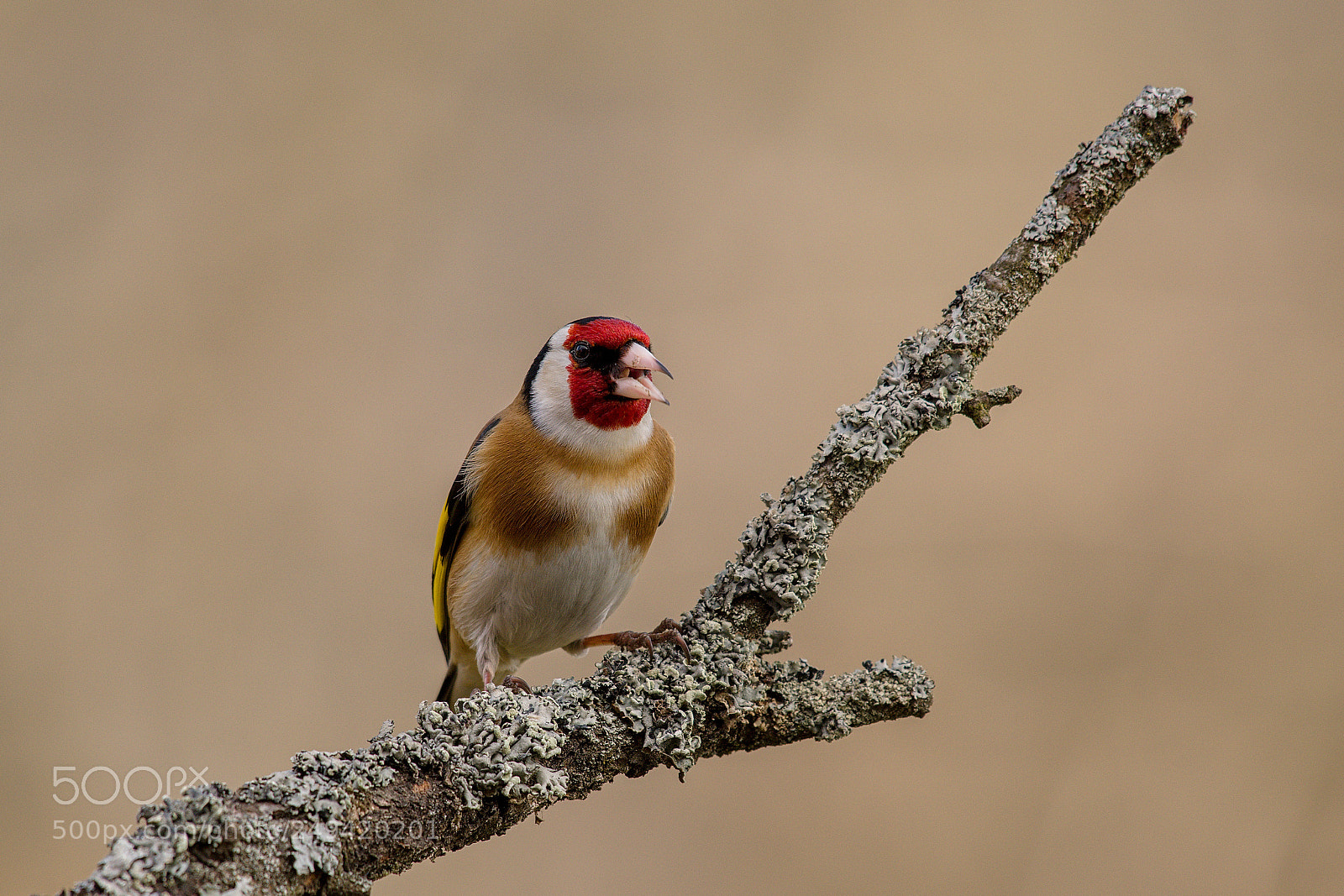 Nikon D500 sample photo. Goldfinch photography