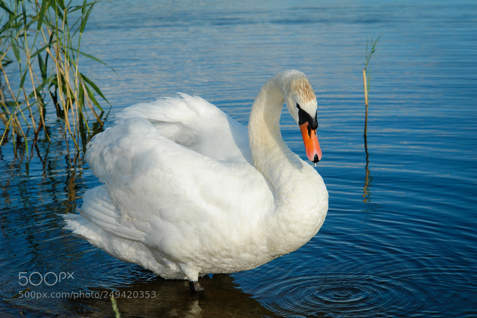 Sony DSC-R1 sample photo. Swan on the lake photography