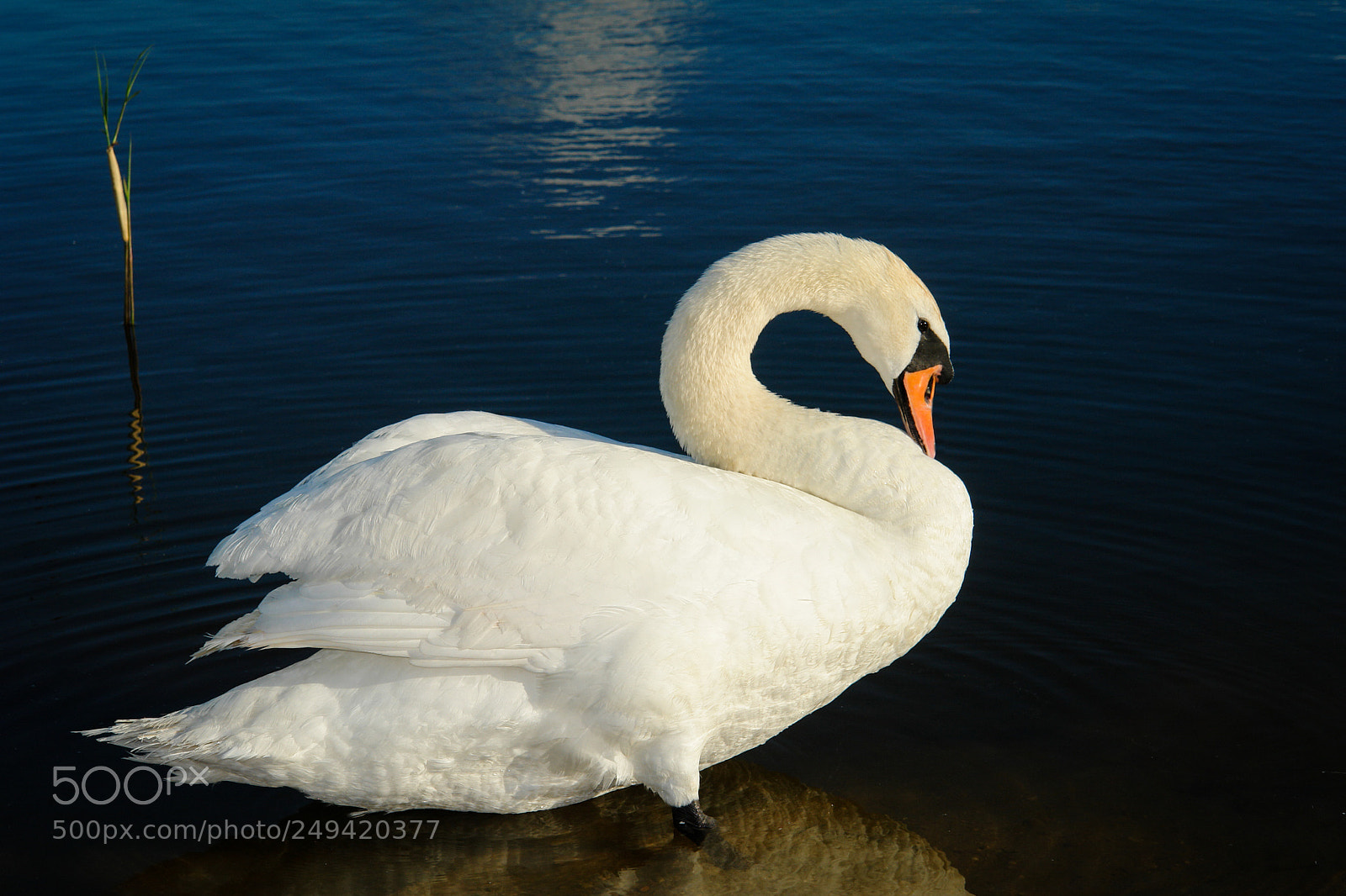 Sony DSC-R1 sample photo. Swan on the lake photography