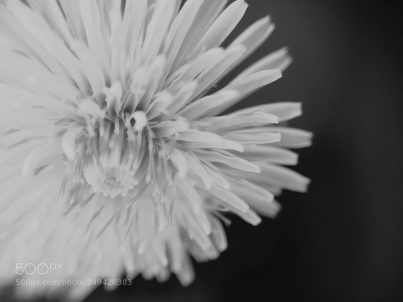 Apple iPhone X sample photo. Mono photography