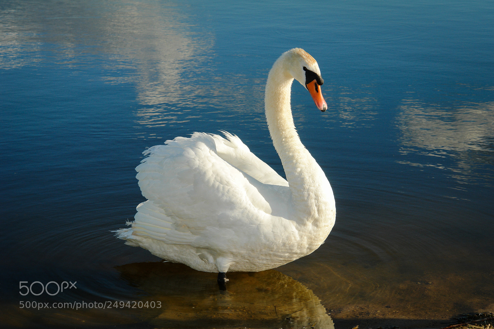 Sony DSC-R1 sample photo. Swan on the lake photography