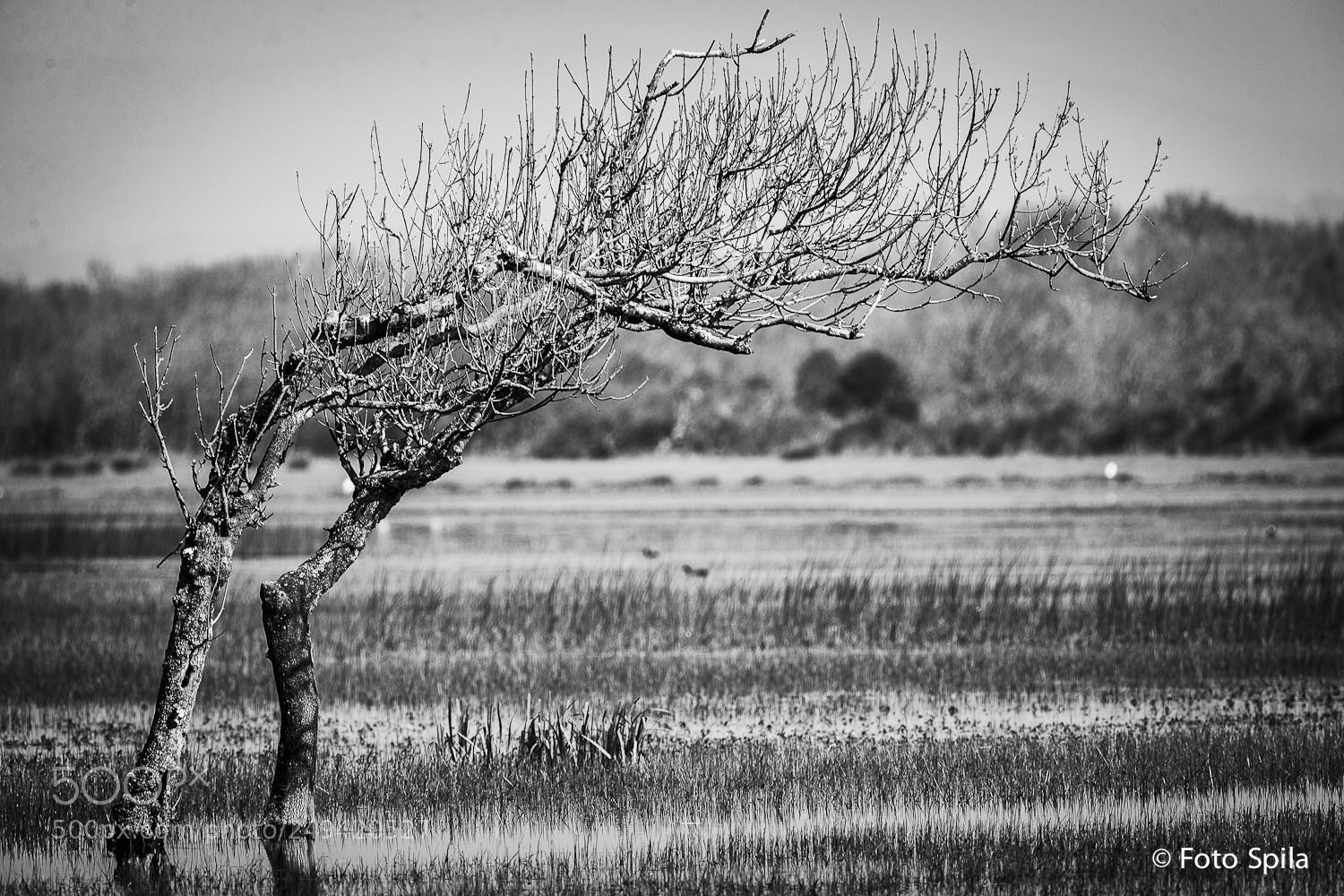 Canon EOS-1D X sample photo. A photography