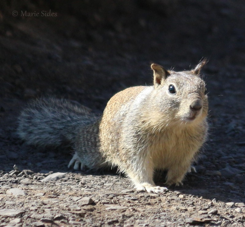 Canon EOS 100D (EOS Rebel SL1 / EOS Kiss X7) sample photo. Squirrel photography