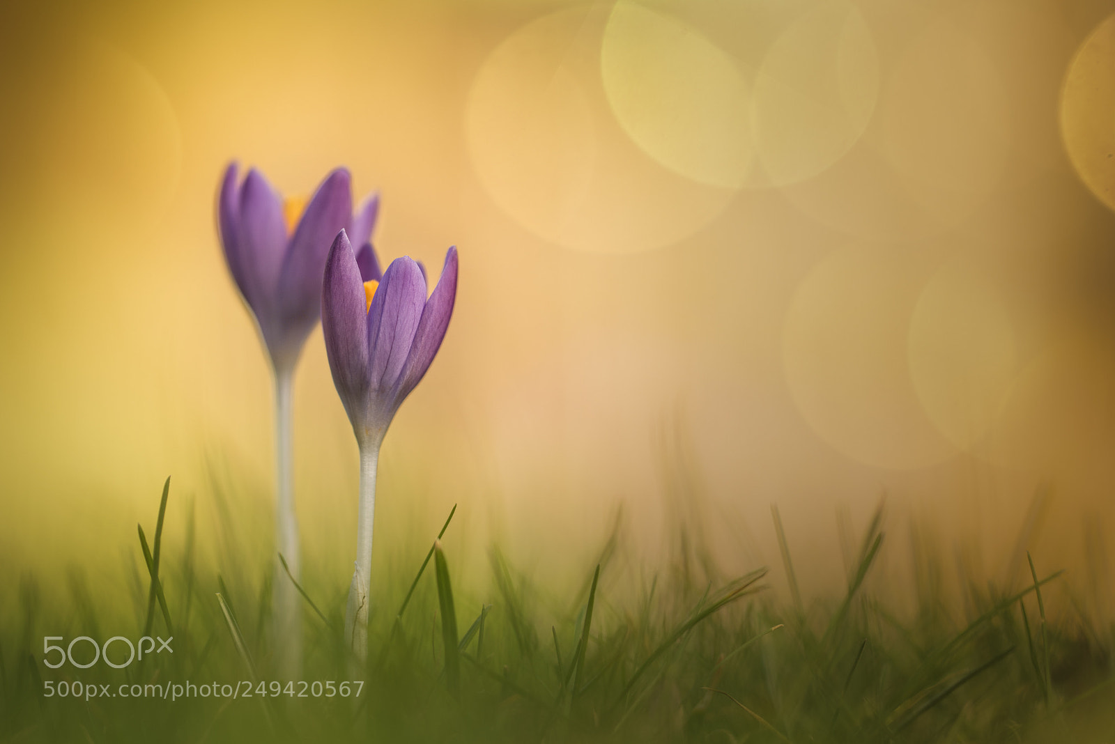 Nikon D810 sample photo. Spring herald........... photography