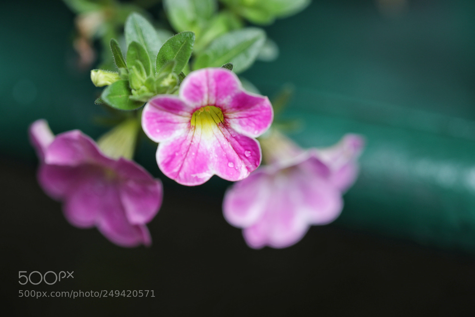 Canon EOS-1D X Mark II sample photo. Little one photography
