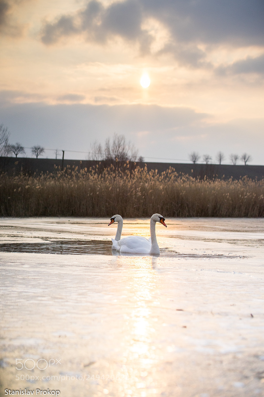Sony a7 II sample photo. In the captivity of photography