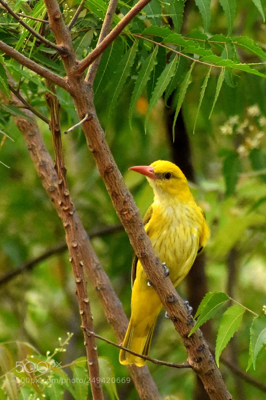 Nikon D7200 sample photo. Golden oriole photography