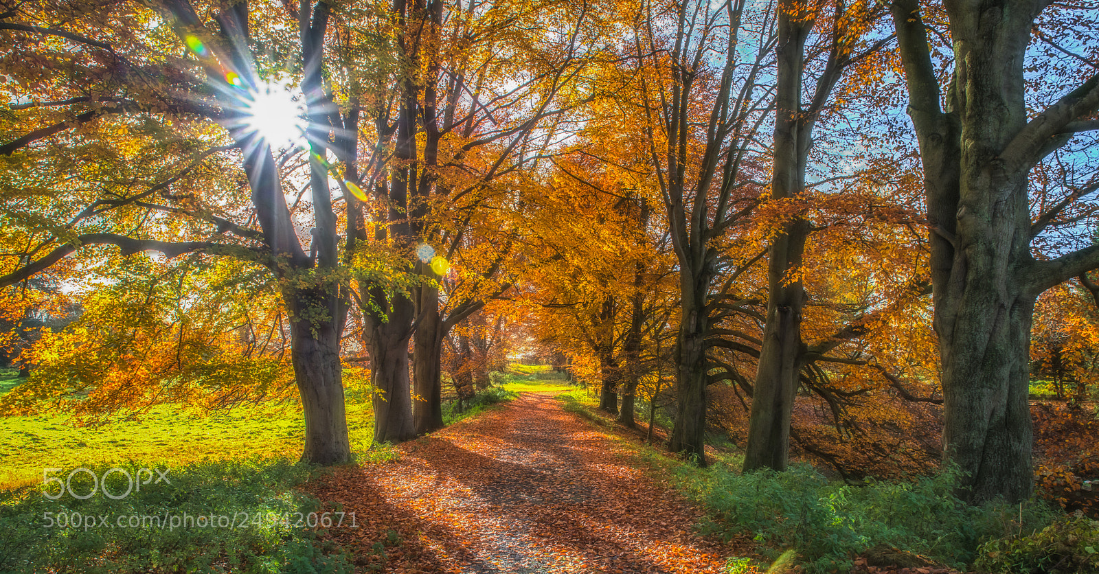 Pentax K-1 sample photo. Autumnal morning in hartlebury photography