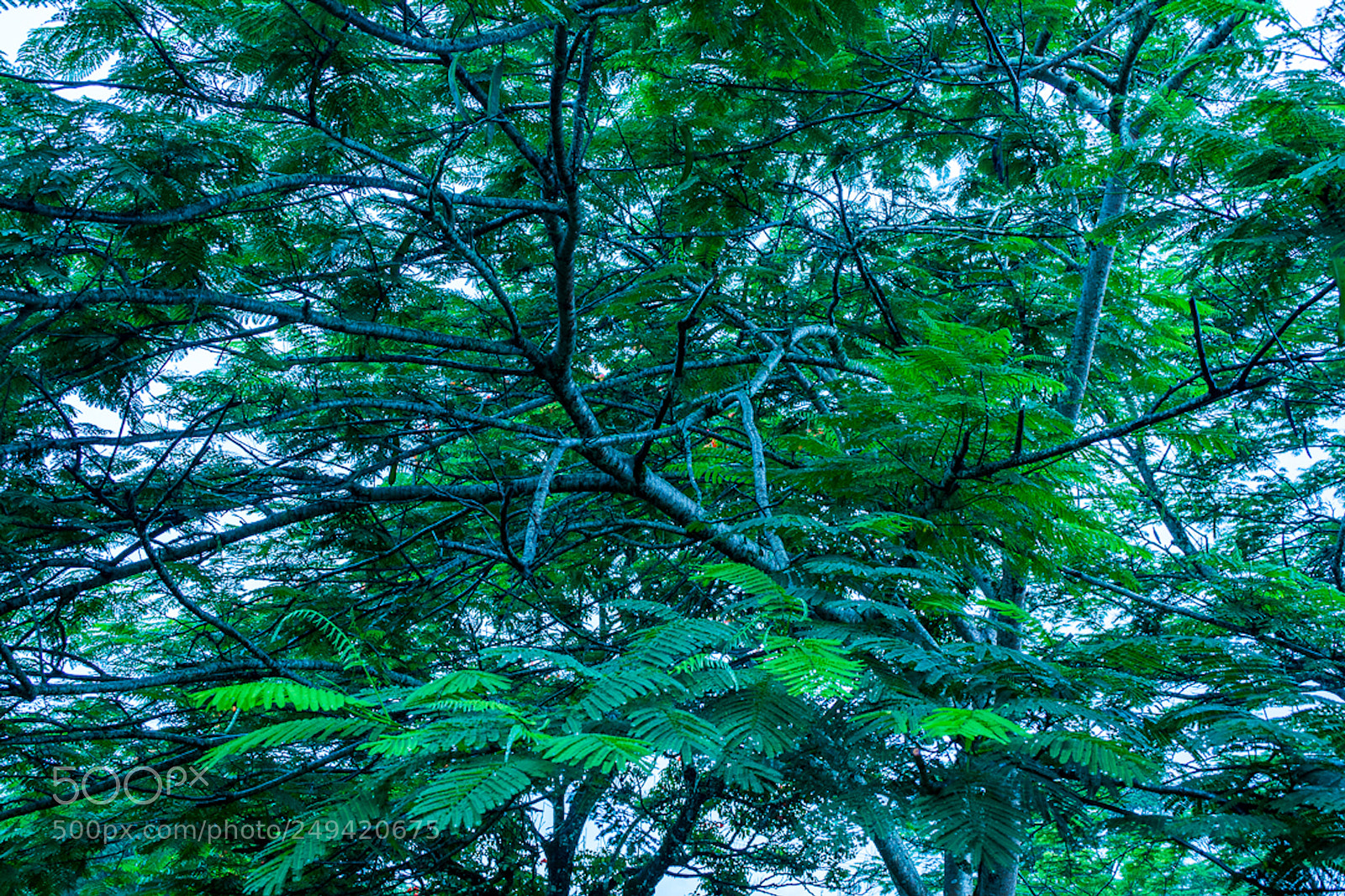 Nikon D5200 sample photo. Tree photography
