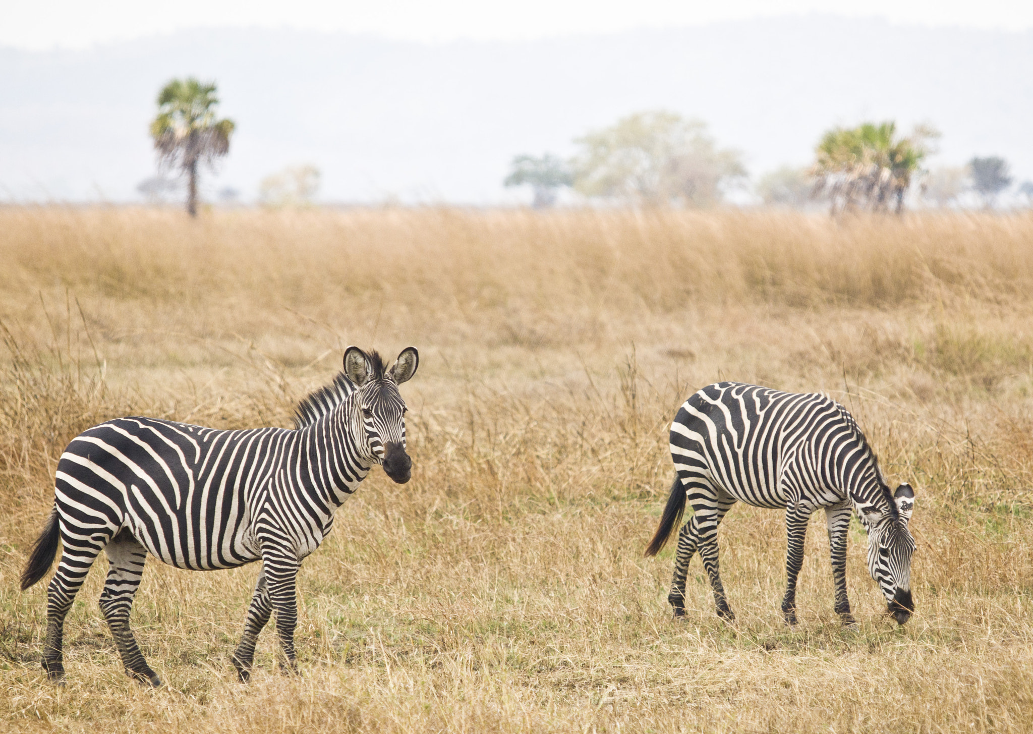 Olympus E-5 sample photo. Wild zebras in tanzania photography
