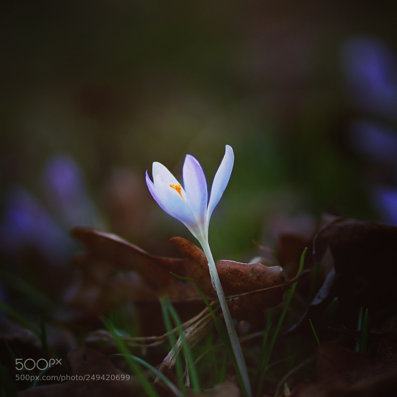 Sony a7 II sample photo. Spring photography