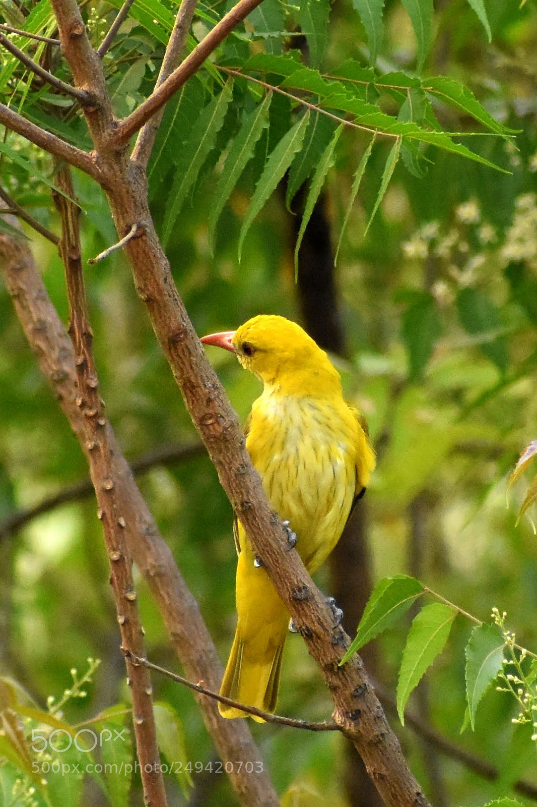 Nikon D7200 sample photo. Golden oriole photography