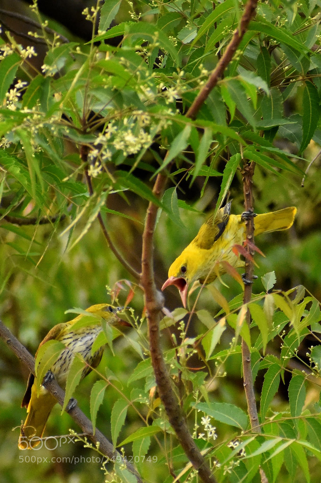 Nikon D7200 sample photo. Golden oriole photography