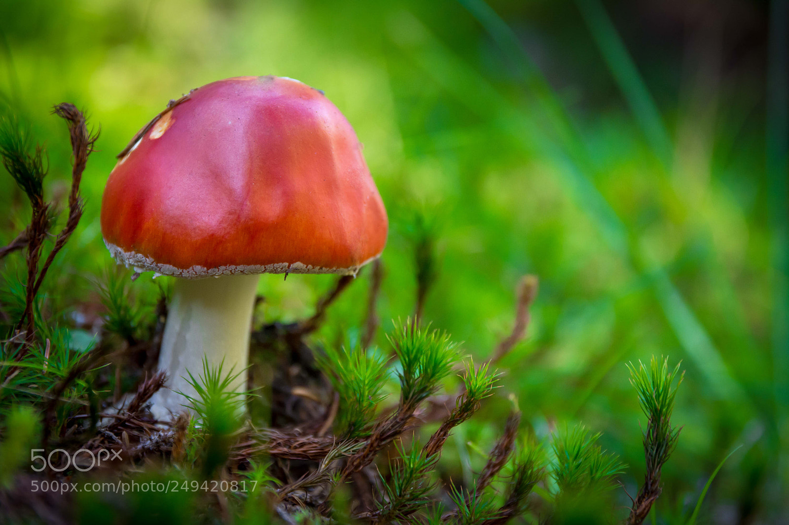 Nikon D5200 sample photo. Color stain photography