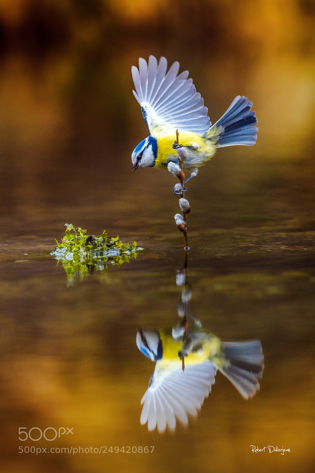 Nikon D810 sample photo. Blue tit in balance photography