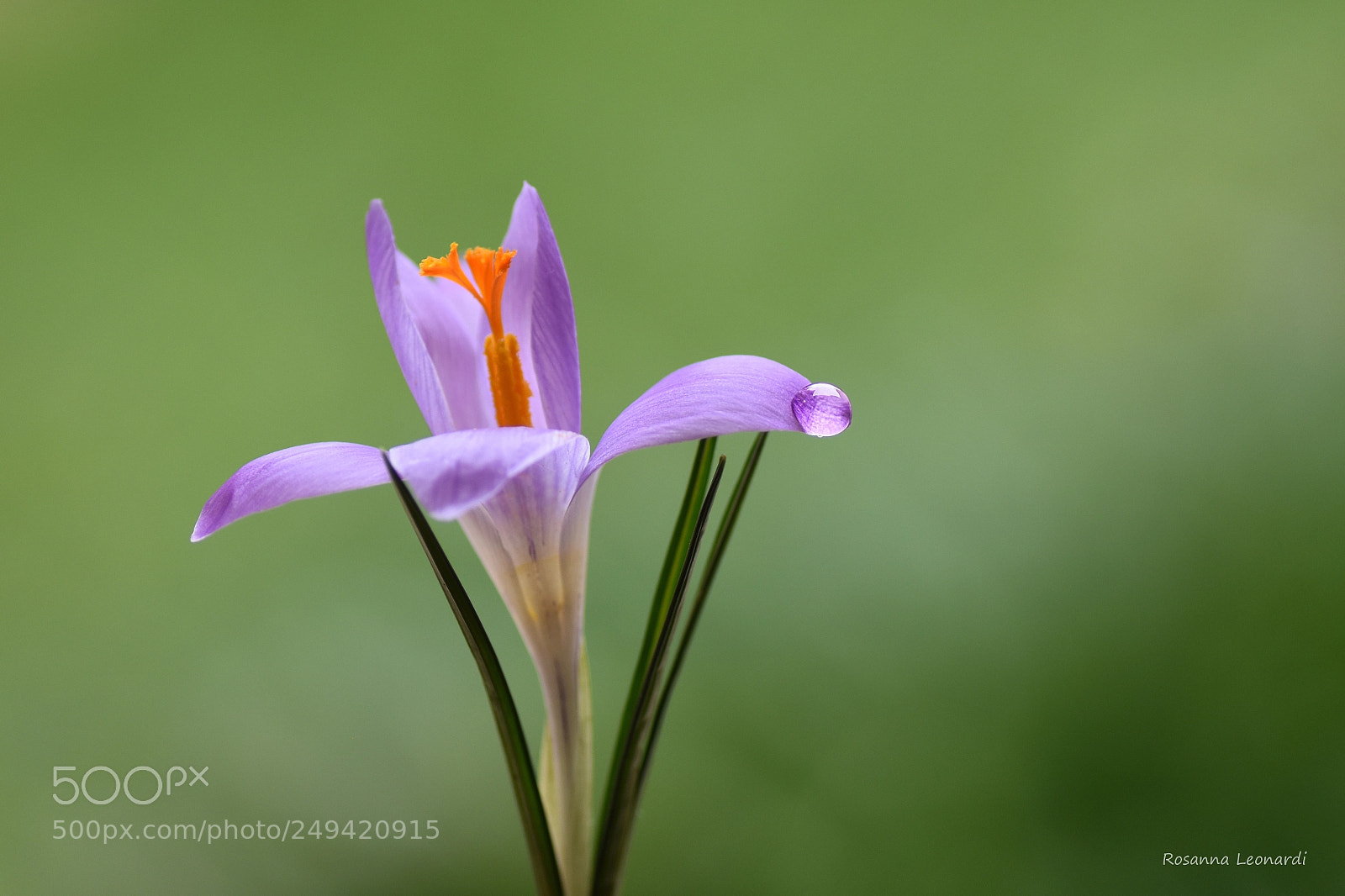 Nikon D7200 sample photo. Crocus and drop photography