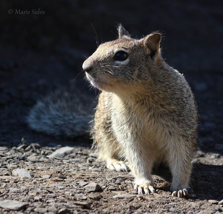 Canon EOS 100D (EOS Rebel SL1 / EOS Kiss X7) sample photo. Squirrel 3 photography