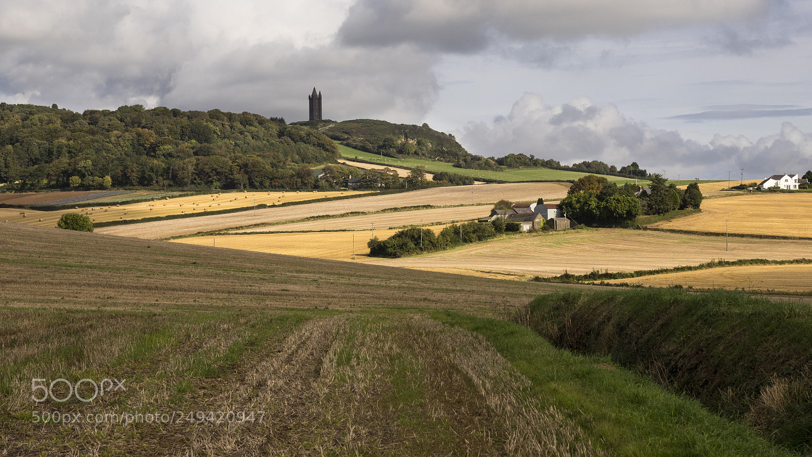 Olympus OM-D E-M1 sample photo. Scrabo fields of gold photography