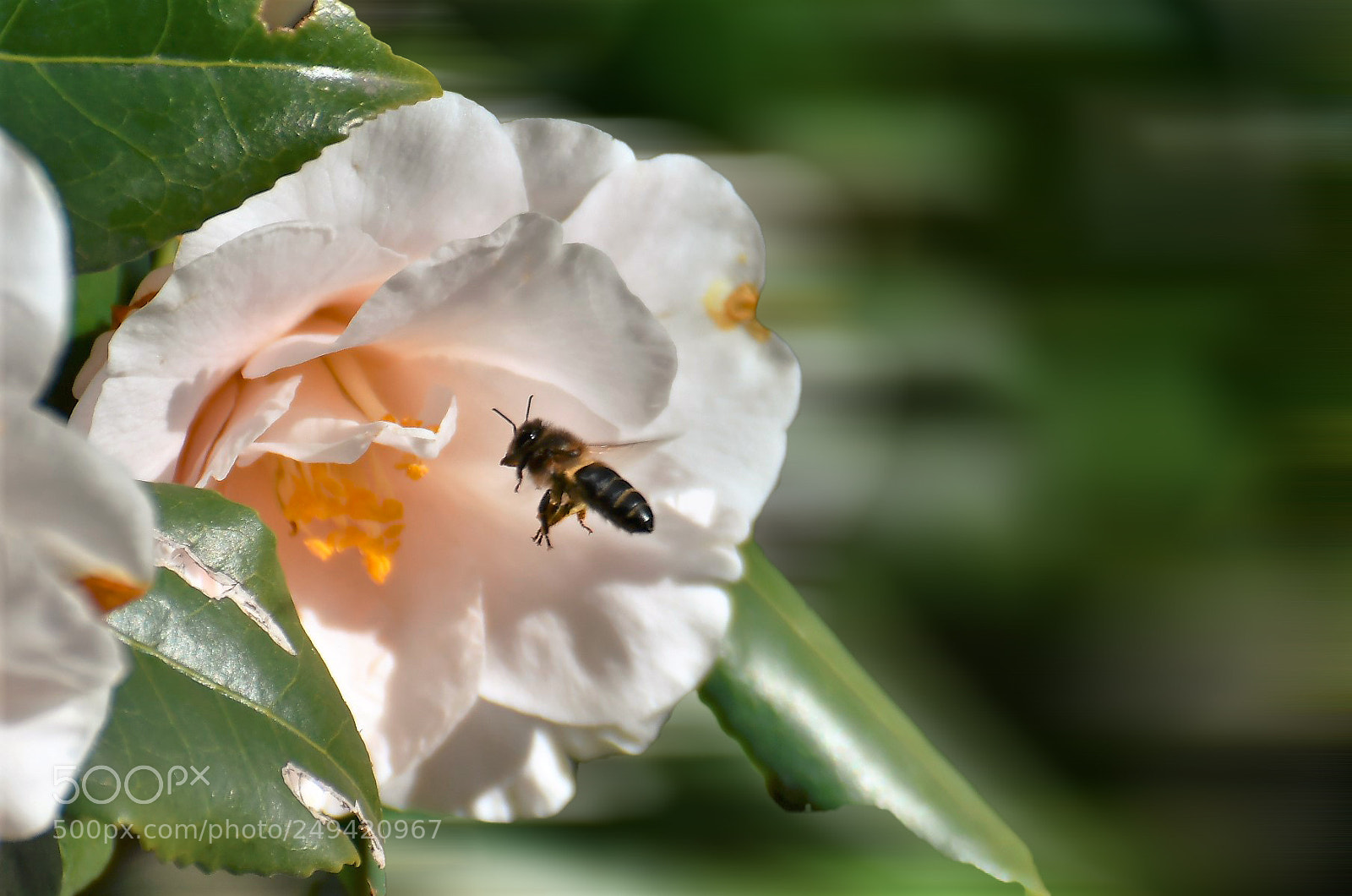 Nikon D500 sample photo. () photography