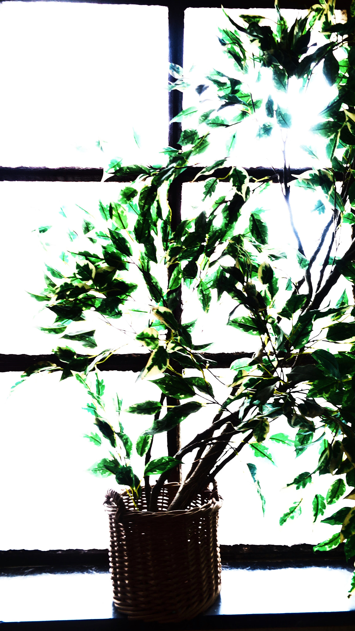 Sony Cyber-shot DSC-W830 sample photo. Windows. photography
