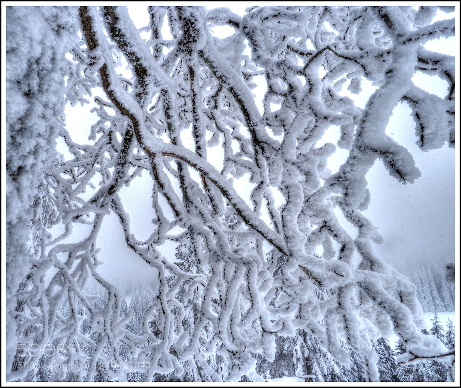 Olympus OM-D E-M1 Mark II sample photo. Schwere Äste photography