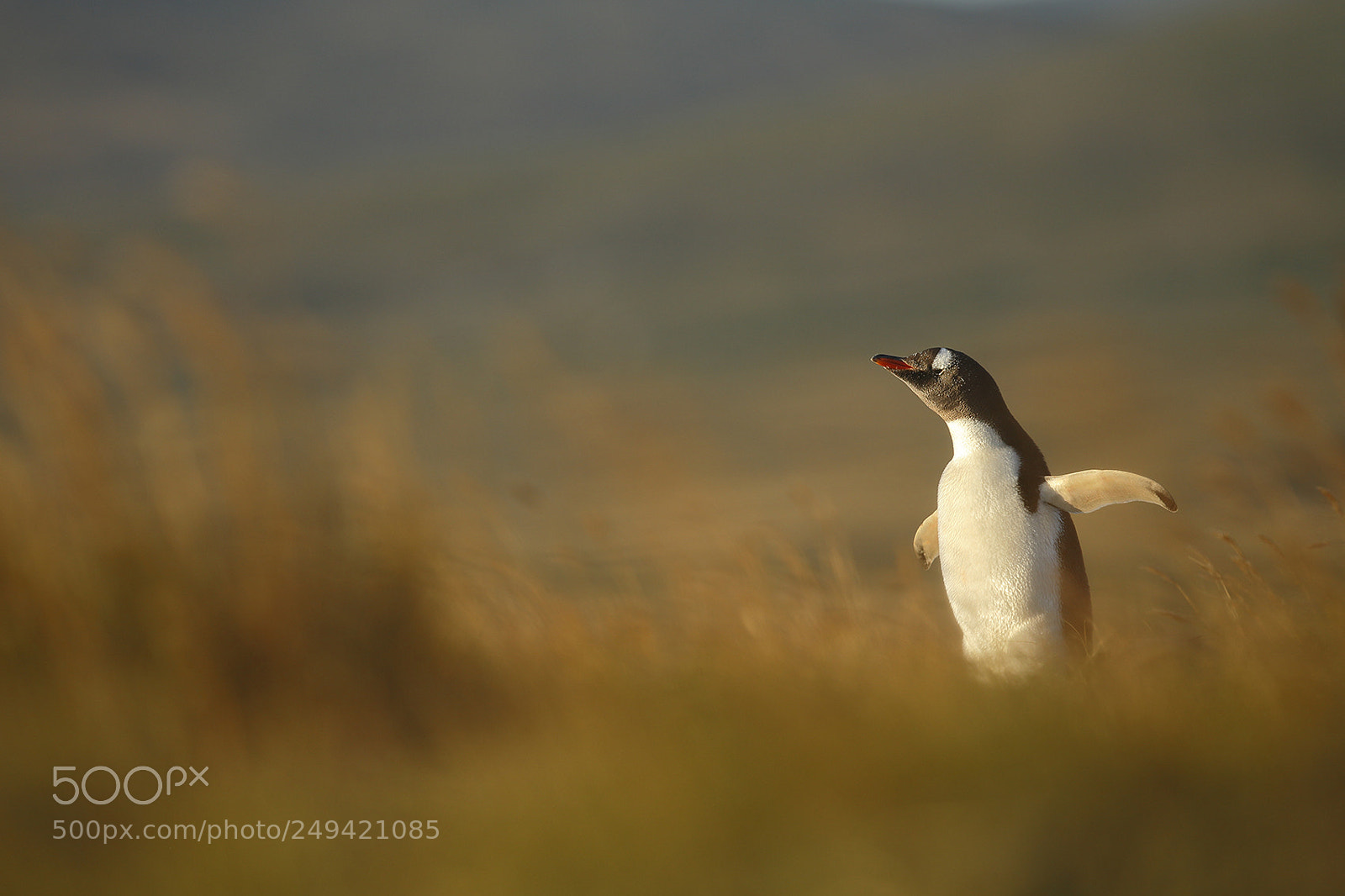 Canon EOS-1D X sample photo. Gentoo penguin photography