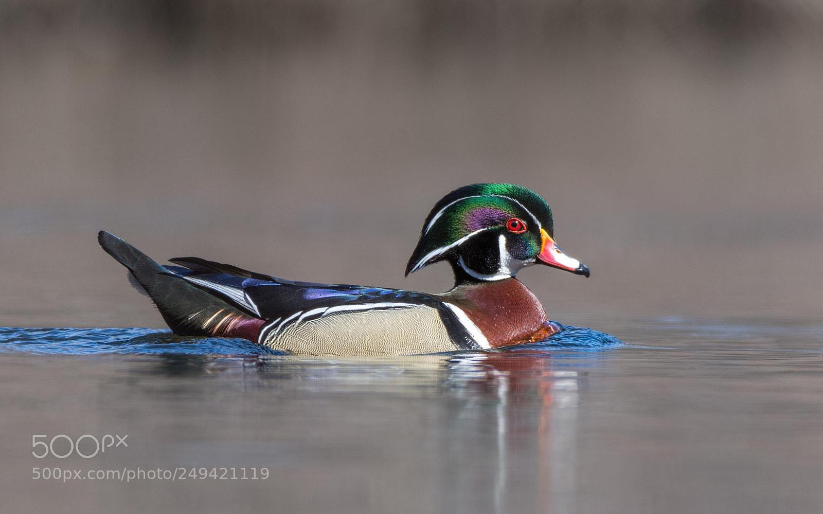 Nikon D7200 sample photo. Wood duck photography