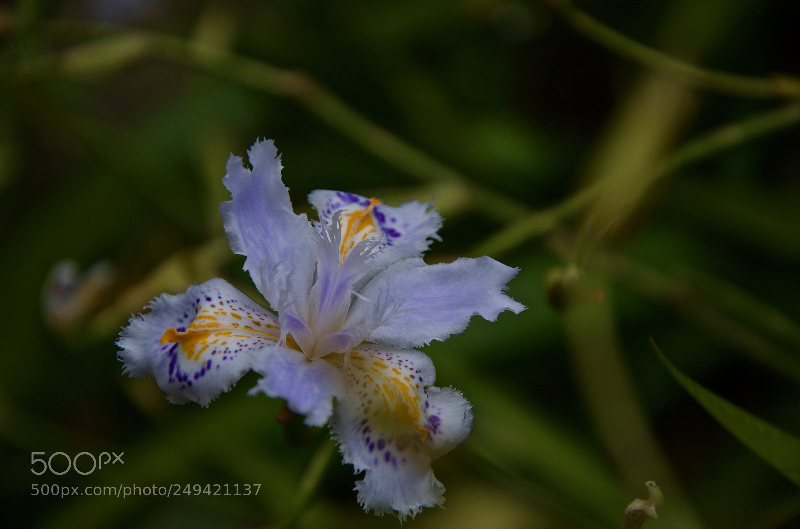 Nikon D5100 sample photo. Iris photography