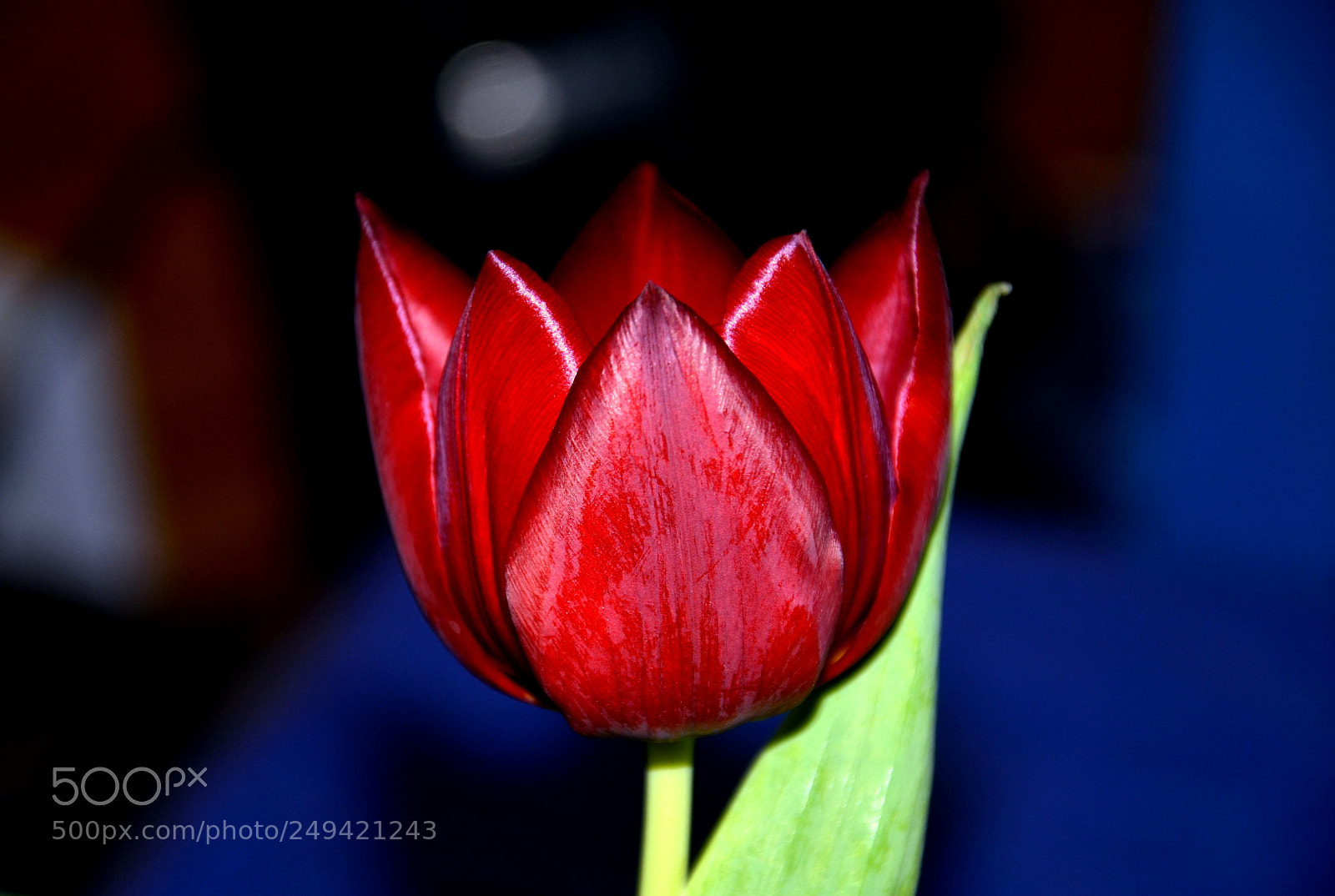 Nikon D7000 sample photo. Spring is coming ... photography