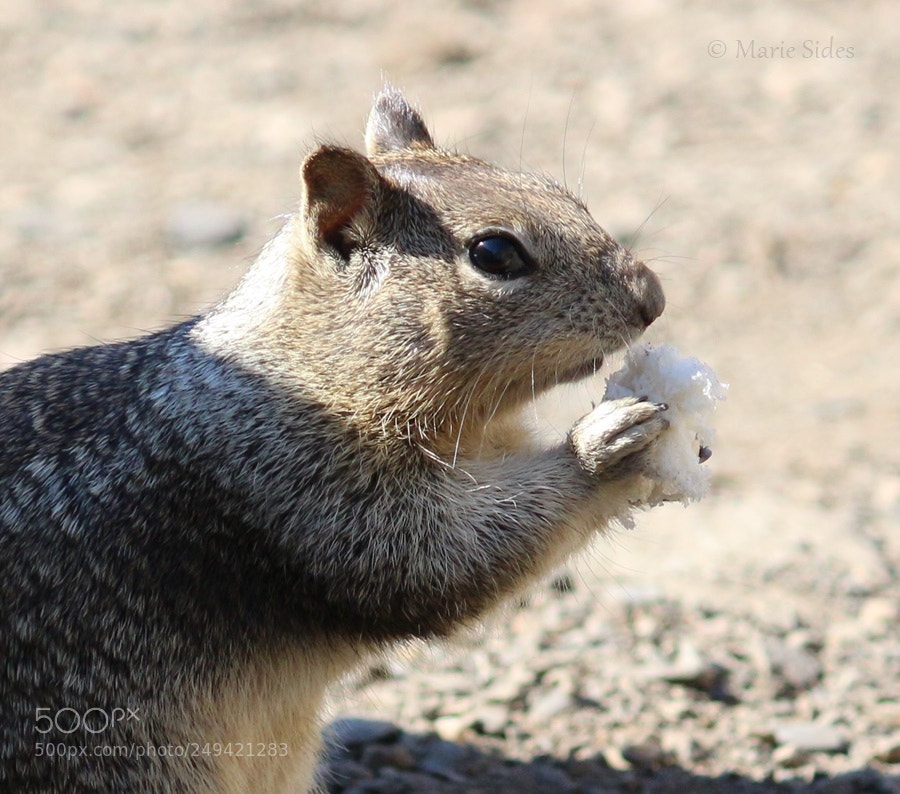 Canon EOS 100D (EOS Rebel SL1 / EOS Kiss X7) sample photo. Squirrel 4 photography