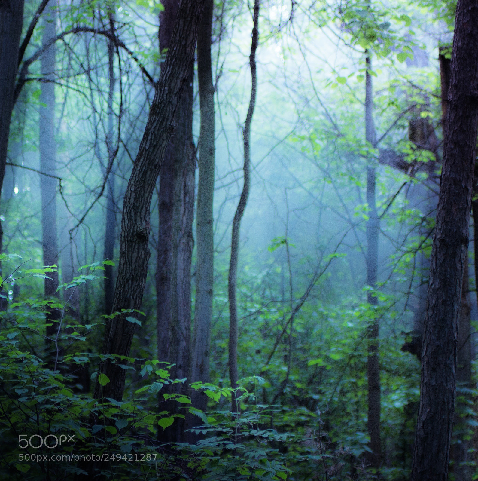 Canon EOS 60D sample photo. Mystic forest photography