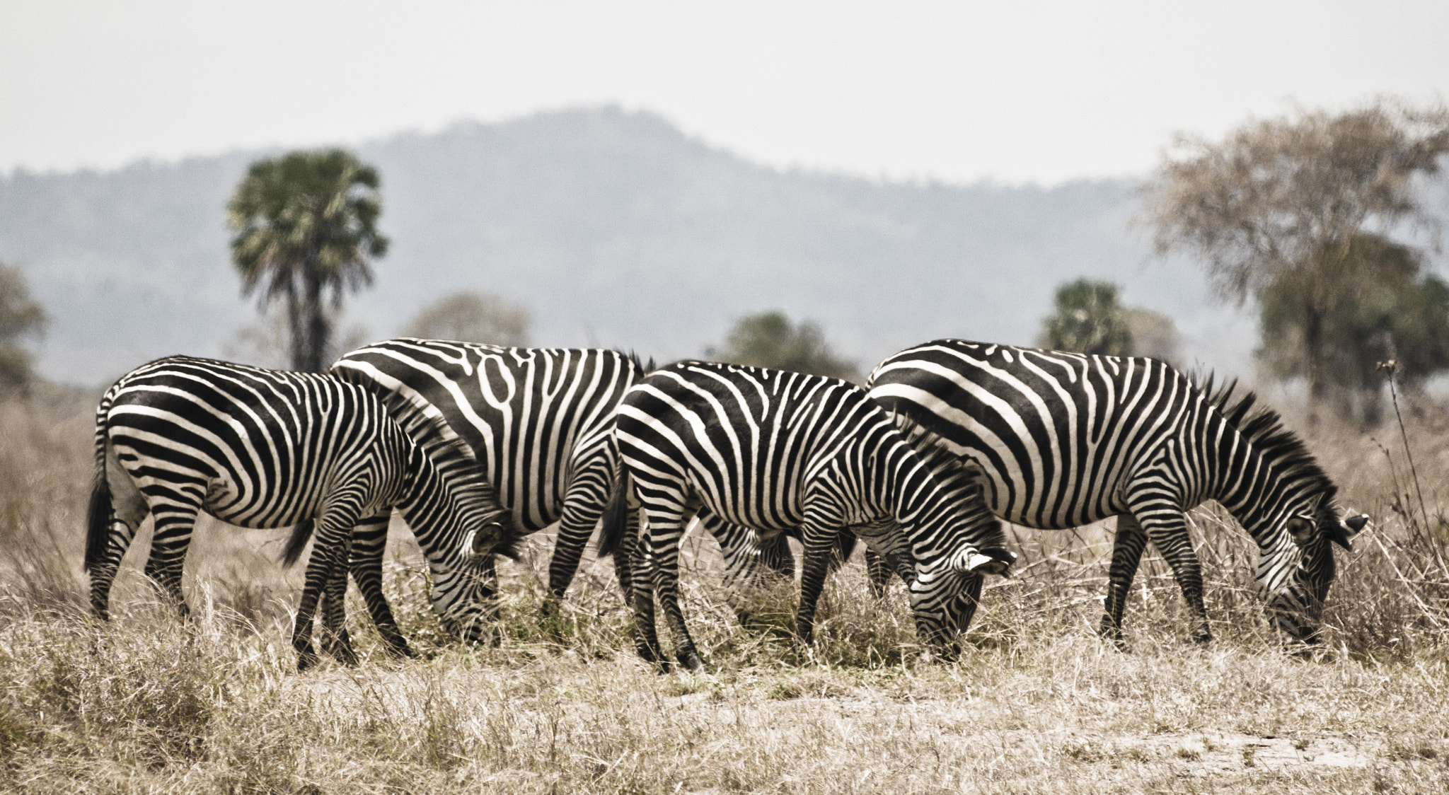 Olympus E-5 sample photo. Zebras photography
