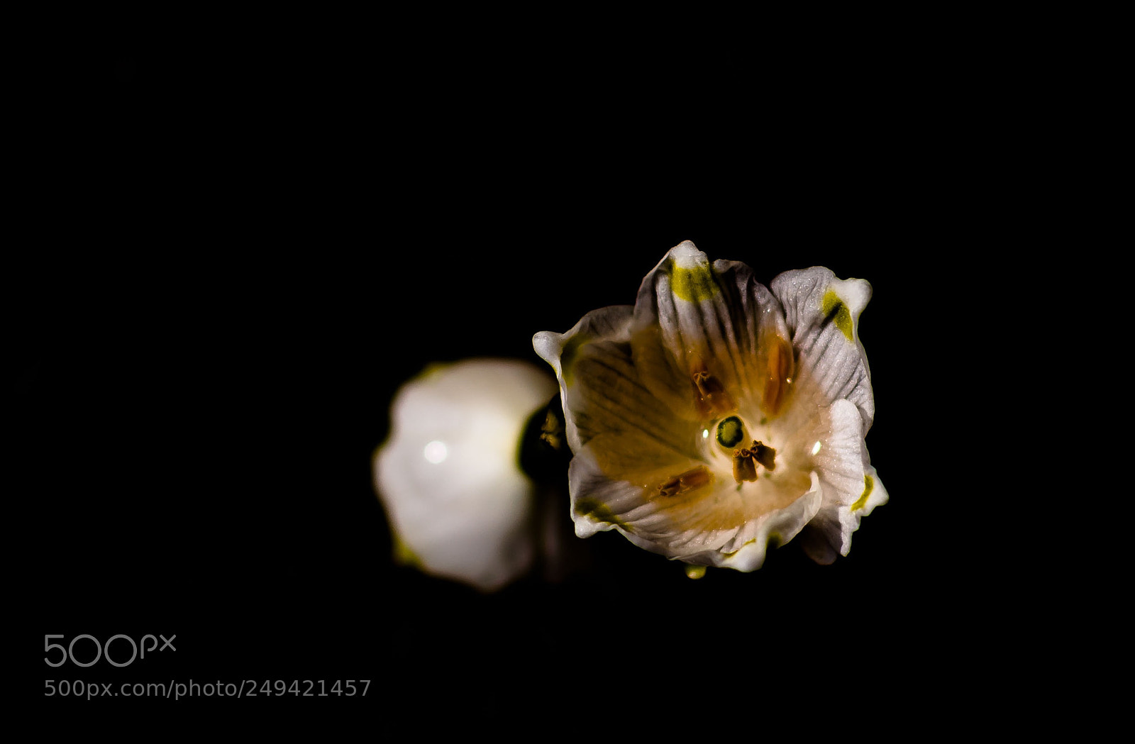 Nikon D7200 sample photo. In black photography