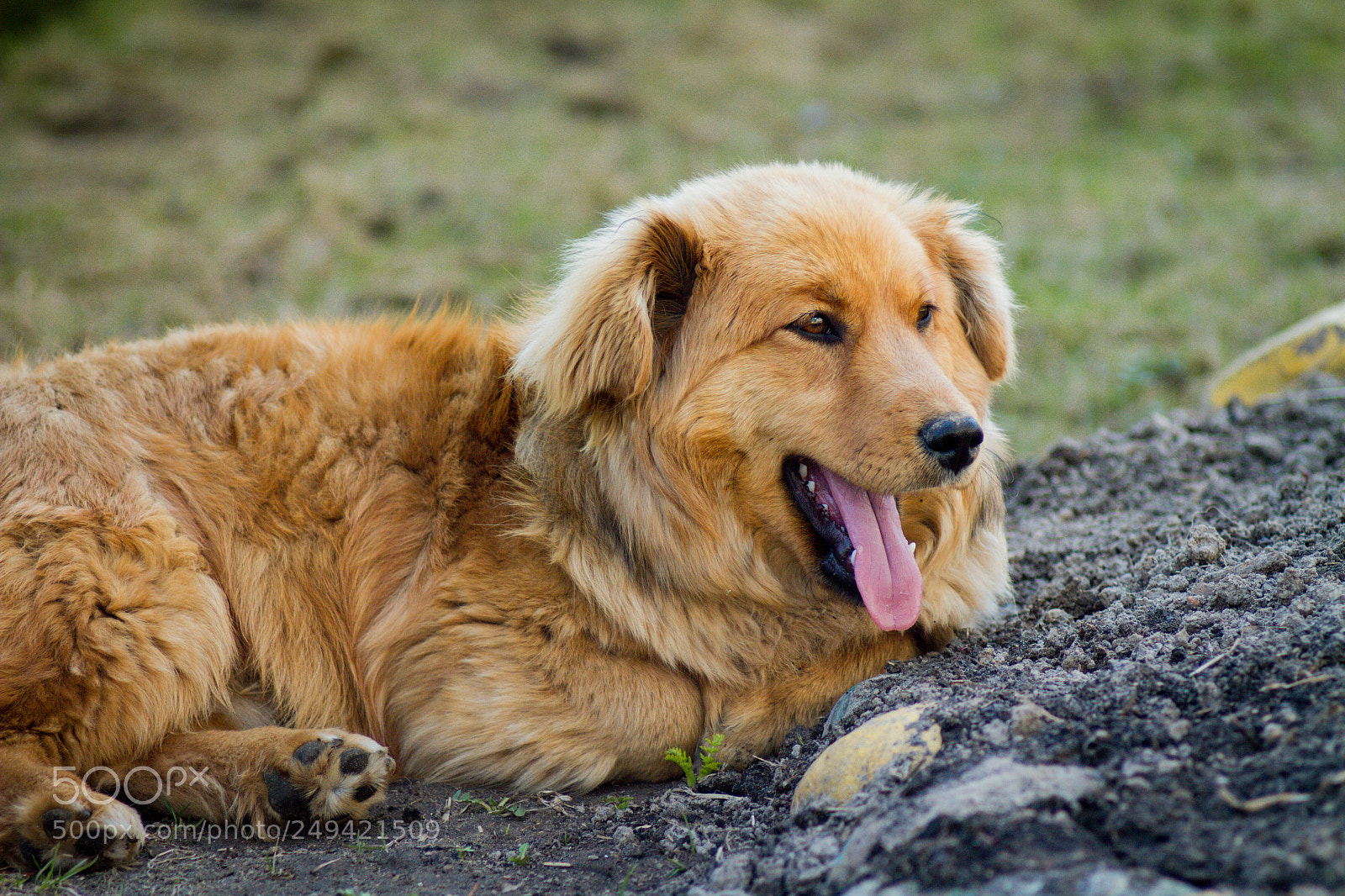Canon EOS 7D sample photo. Red puppy in nature photography