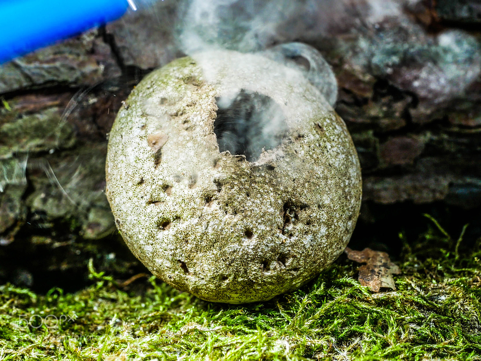 Panasonic DMC-G81 sample photo. Smoking mushroom photography