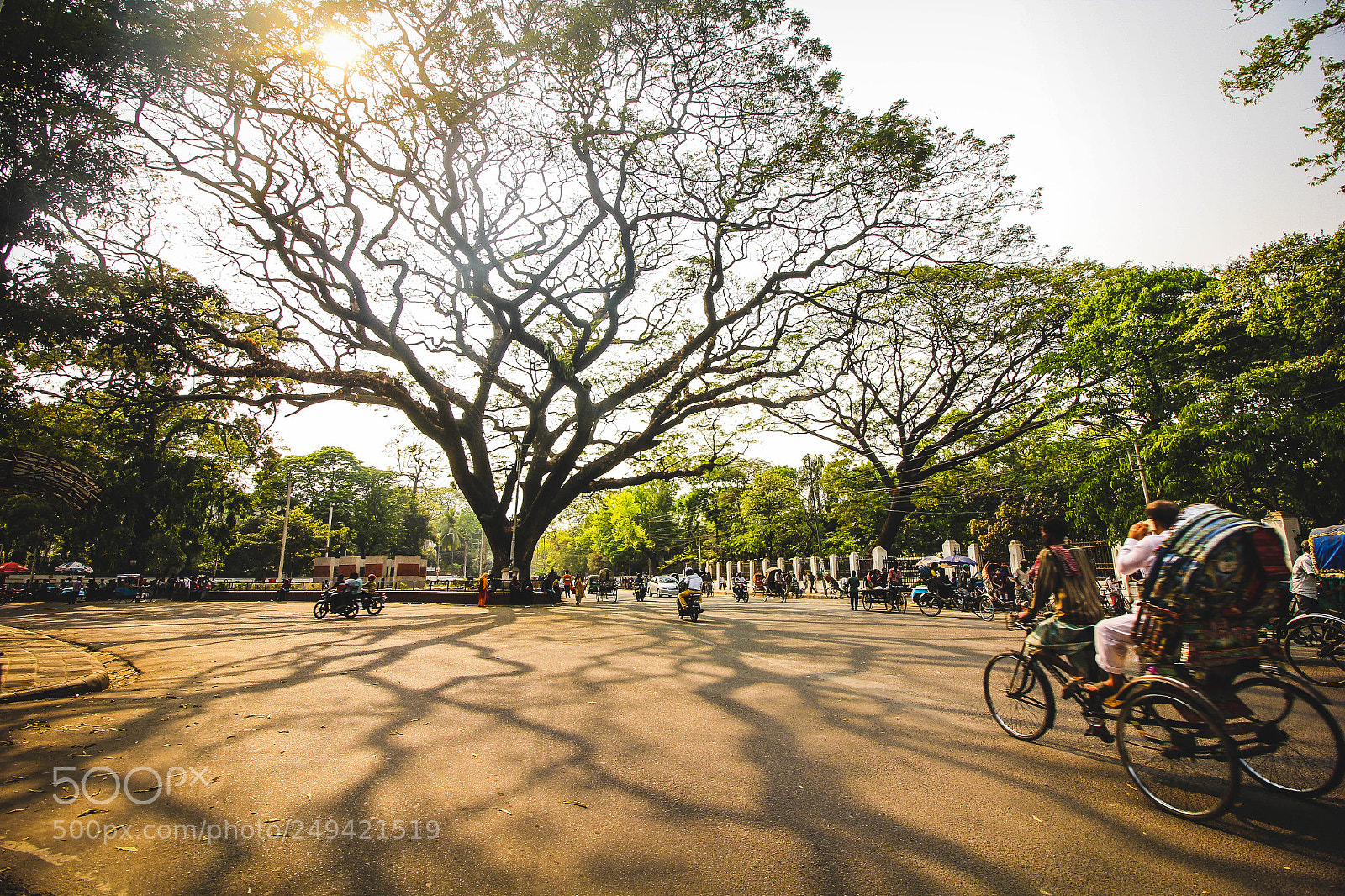 Canon EOS 60D sample photo. Road to root photography