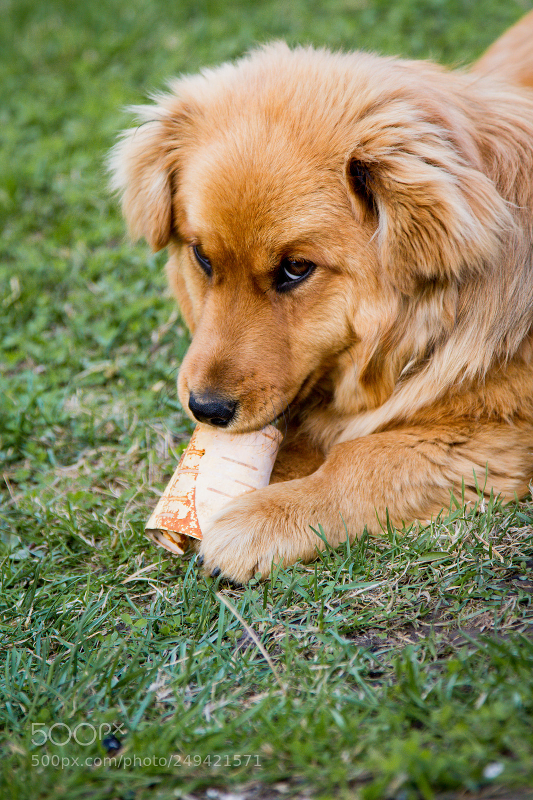 Canon EOS 7D sample photo. Red puppy in nature photography