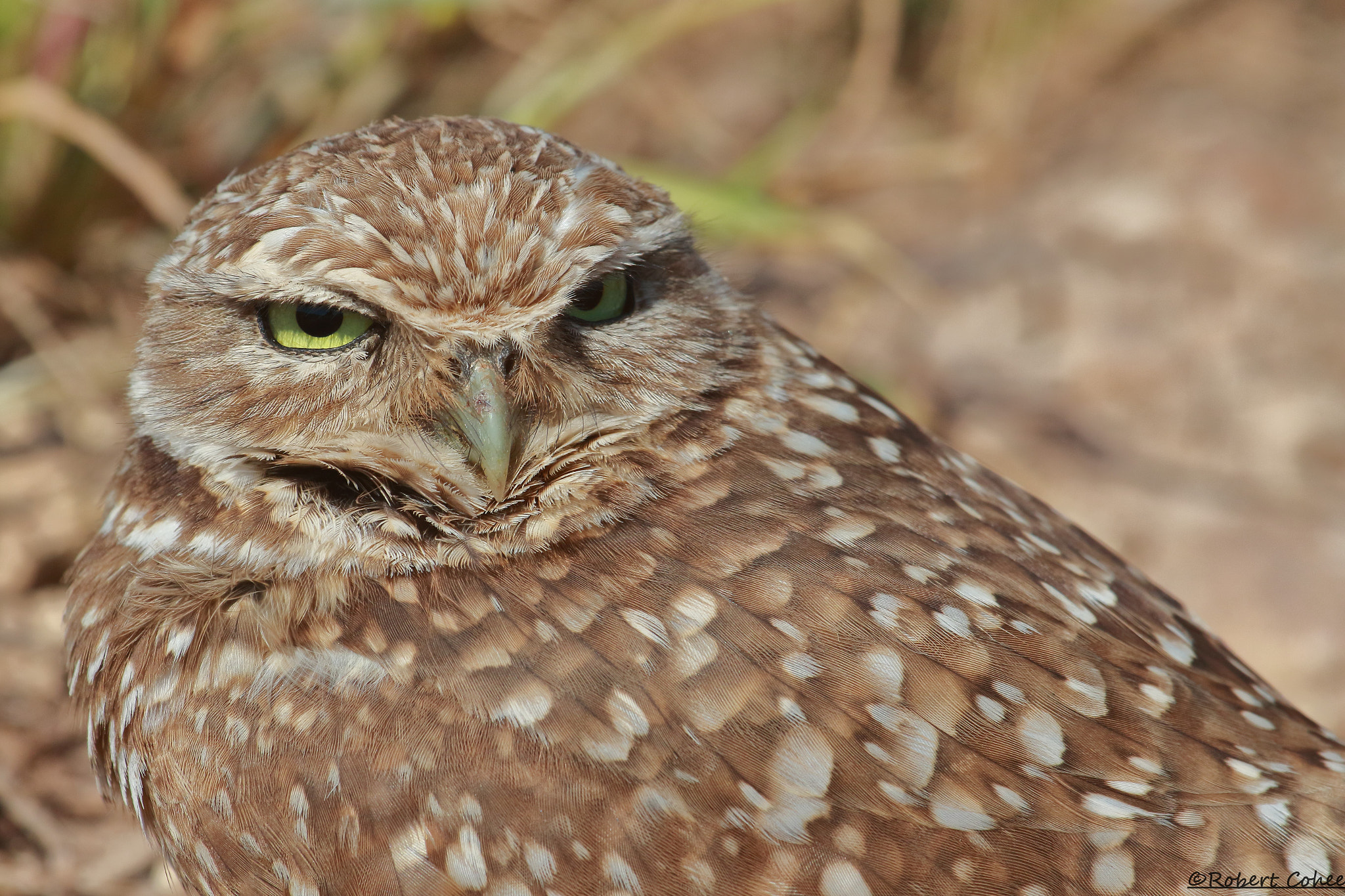 Canon EF 100-400mm F4.5-5.6L IS USM sample photo. Ita photography