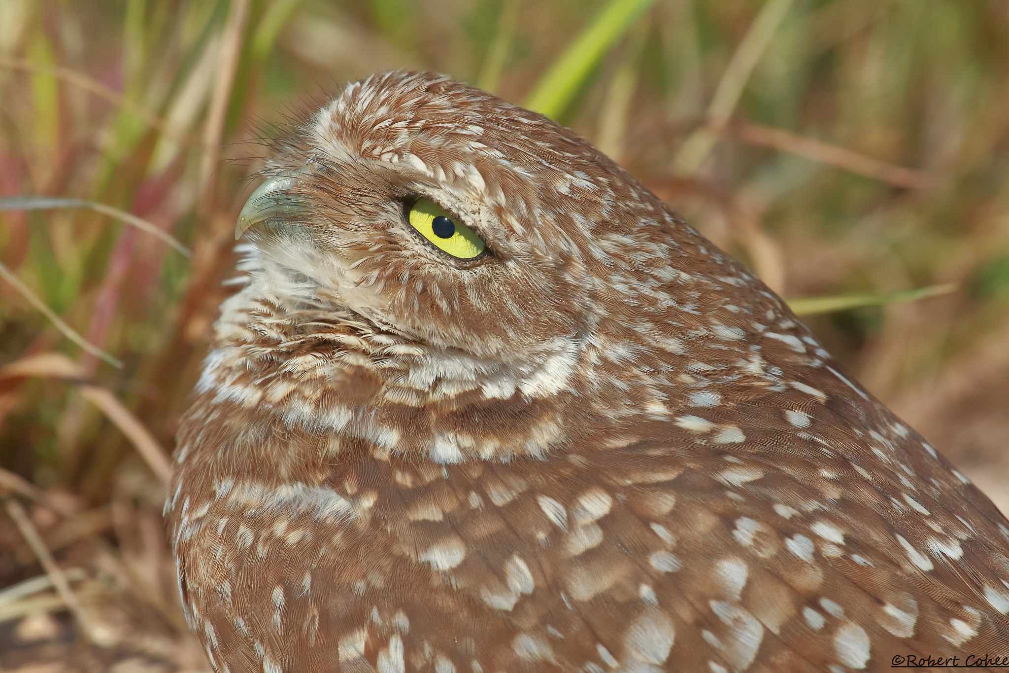 Canon EF 100-400mm F4.5-5.6L IS USM sample photo. Ita photography