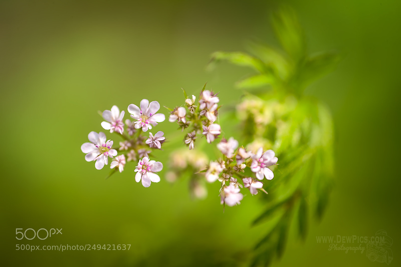 Canon EOS-1D X sample photo. Spring time photography
