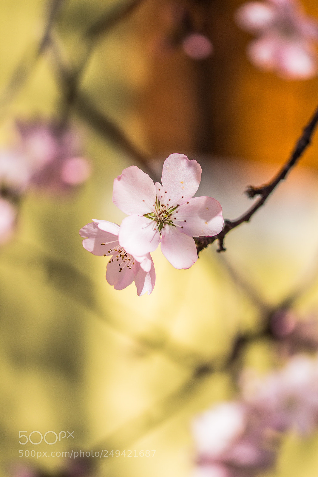 Canon EOS 700D (EOS Rebel T5i / EOS Kiss X7i) sample photo. Aria di primavera photography
