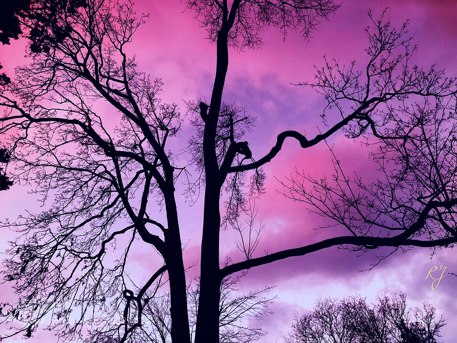 Apple iPhone X sample photo. Purple dream photography