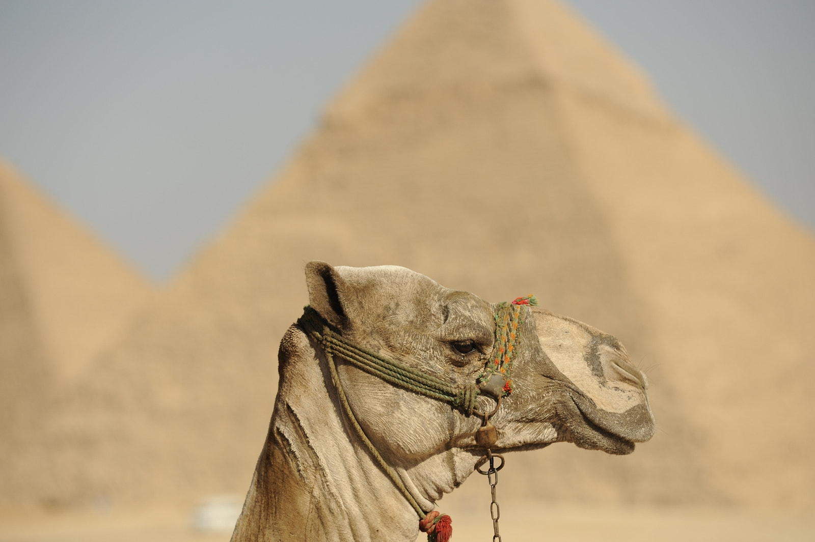 Nikon AF-Nikkor 80-200mm F2.8D ED sample photo. Egypt photography