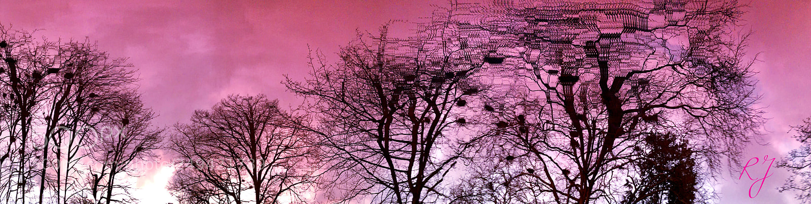 Apple iPhone X sample photo. Purple dream photography